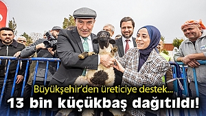 Büyükşehir’den üreticiye destek: 13 bin küçükbaş hayvan dağıtıldı