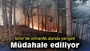 İzmir'de ormanlık alanda yangın
