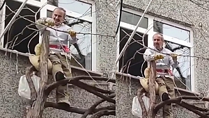 Kendini iple bağlayarak ağaç budadı