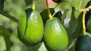 Seferihisar'ın yeni yıldızı avokado