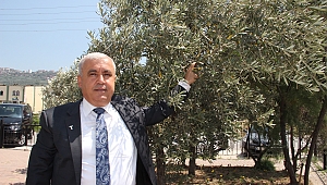 Sofralık zeytin ihracatı 100 bin tona koşuyor