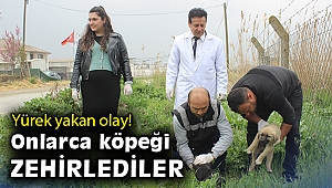 Yürek yakan olay! 20 köpeği zehirleyerek öldürdüler