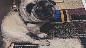 Balkondan köpek çalıp kaçan kişi her yerde aranıyor