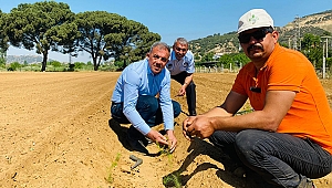 Beydağ’da ilk kez kuşkonmaz üretimine başlandı