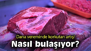 Dana vereminde korkutan artış! Nasıl bulaşıyor?