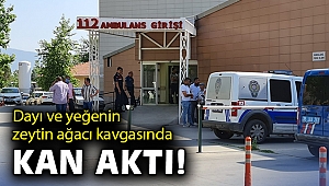Dayı ve yeğenin zeytin ağacı kavgasında kan aktı