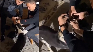 Köpeğe alkol işkencesi yaptılar!