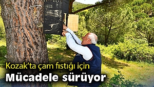 Kozak’ta çam fıstığı için mücadele sürüyor