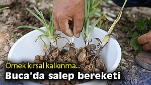 Örnek kırsal kalkınma… Buca’da salep bereketi