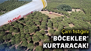 Çam fıstığını “Böcekler” kurtaracak!
