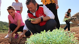 Dağlardan Tarlaya Kekik Mucizesi