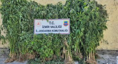 İzmir'de jandarmadan kenevir operasyonu: 2 tutuklama