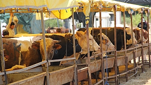 İzmir'de kurban pazarları kuruldu... Bin 200 kiloluk sığır 75 bin TL