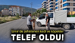 İzmir'de zehirlenen kedi ve köpekler telef oldu