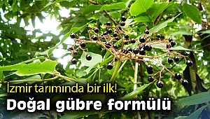 İzmir tarımında bir ilk: Kara mürver doğal gübre ile büyüyecek