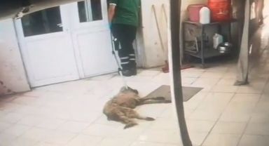 Konak Belediyesi Hayvan Sağlığı Merkezinde hayvanları yerlerde sürüklediler