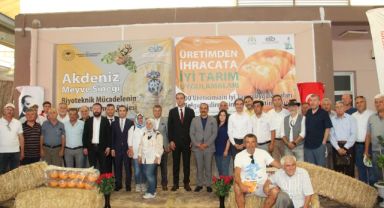 Mandalina Akdeniz meyve sineğinden tuzaklarla kurtulacak