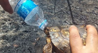 Orman kundakçılarına ne ceza veriliyor?