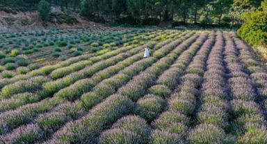 Seferihisar Belediyesi Lavanta ve Ekinezya hasadını 3 Temmuz Pazar günü Turgut ve Düzce Köyleri’nde şenliklerle kutlayacak