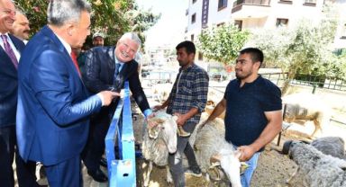 İzmir Büyükşehir Belediyesi’nin küçükbaş üreticisine desteği sürüyor