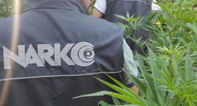 İzmir'de uyuşturucu tacirlerinin tarlasına baskın