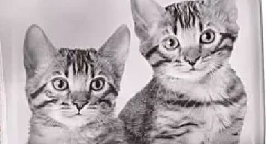 Kedi Maması Nereden Alınır?