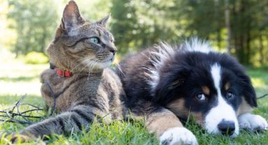 Kedi ve köpeklere kök hücre tedavisi