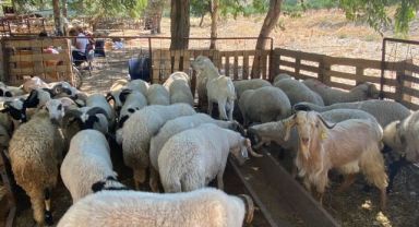 Seferihisar’da kurbanlık pazarı kuruldu