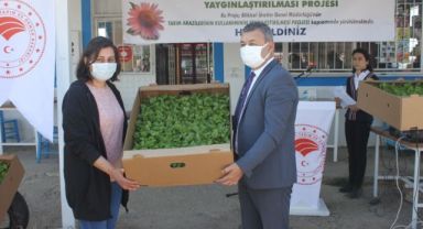Seferihisar Düzce’de “Ekinezya’nın Başarı Hikayesi”