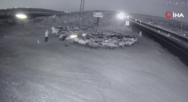 Son süratle gelen otomobil koyun sürüsüne daldı!