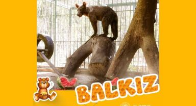 Balı fazla kaçıran ayının adı belli oldu