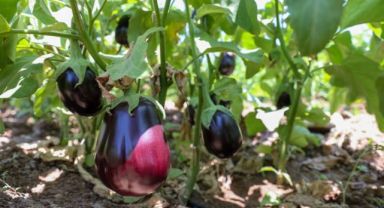 Buca’da üreticinin ilk hasat coşkusu