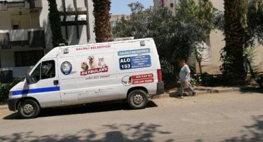 Bunun adı vahşet: Sitede kedi köpek katliamı