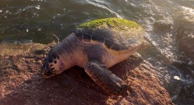 Caretta caretta Bostanlı'da kıyıya vurdu