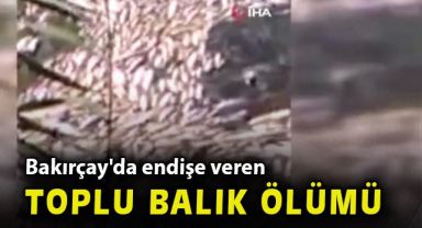 Bakırçay'da endişe veren toplu balık ölümü