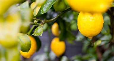 Sezonun ilk limonu ihracat yolcusu
