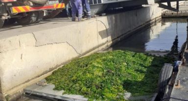 Körfez’de oluşan deniz marulları temizleniyor