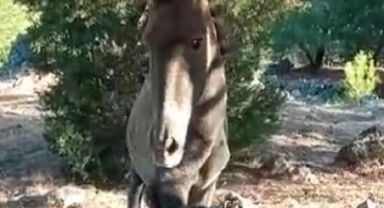 Taşların arasına ayağı sıkışan yabani atı, vatandaşlar kurtardı
