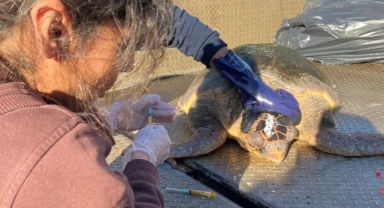Yaralı Caretta Caretta koruma altında