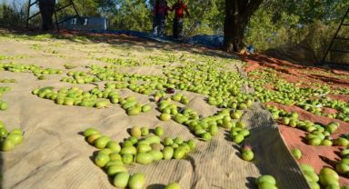 Zeytin-zeytinyağı sektörü ihracatı 400 milyon dolara koşuyor