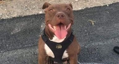 Köpeği vahşice öldüren sanık hakkında istenen ceza belli oldu