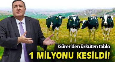 CHP'li Gürer'den ürküten tablo: 1 yılda 1 milyon inek kesime gitti