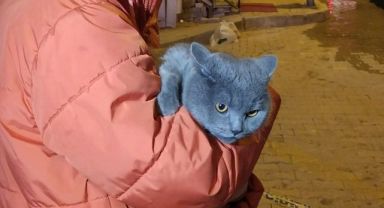 Dumanlar arasında kalan kedi, polis ekiplerince kurtarıldı