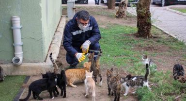 Karşıyaka'da günde 150 can dosta şifa