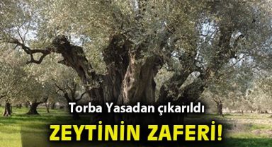 O düzenleme torba yasadan çıkarıldı... Zeytinlikler şimdilik kurtuldu