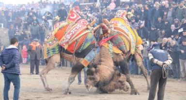 Bergama Deve Güreşleri için geri sayım başladı