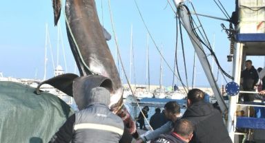 İzmir'de ağlara 2 ton ağırlığında 10 metrelik köpekbalığı takıldı