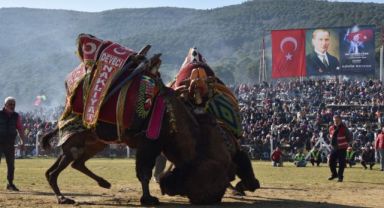 Pehlivan develer Torbalı arenasına inecek