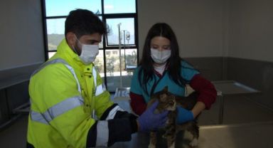 Enkazdan kurtarılan hayvanlar İzmir’e getirildi