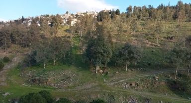 Koyunlar yalnız gelince şüphelendiler, cansız bedenini buldular